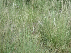 Enneapogon scoparius