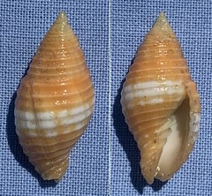 Pseudonebularia tabanula