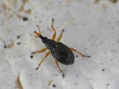 Pseudapion rufirostre