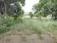 Enneapogon scoparius