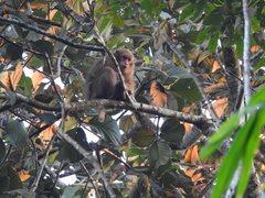 Macaca assamensis