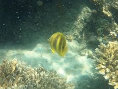 Chaetodon rainfordi