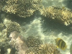 Chaetodon rainfordi