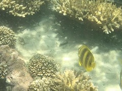 Chaetodon rainfordi