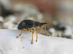 Pseudapion rufirostre