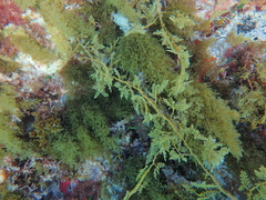 Cystophora brownii