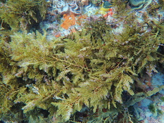 Cystophora pectinata