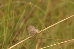 Eicochrysops messapus