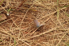 Eicochrysops messapus