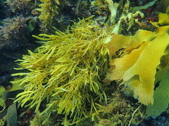 Scytothalia dorycarpa