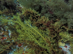 Cystophora moniliformis