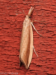 Donacaula mucronella