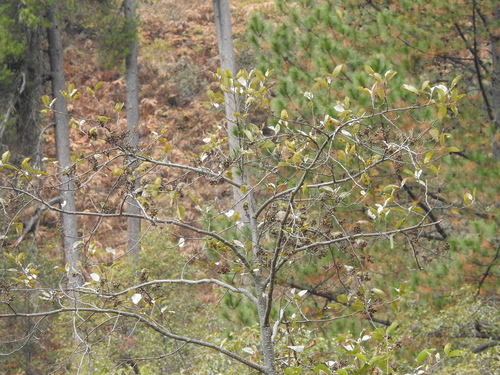 Image of Alnus nepalensis by (c) Ansil B.R., some rights reserved (CC BY)