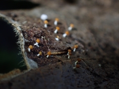 Physarum melleum