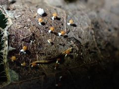 Physarum melleum