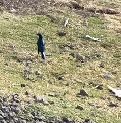 Lamprotornis chalybaeus