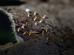 Physarum melleum