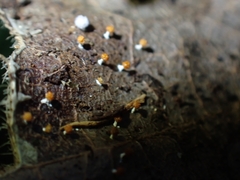 Physarum melleum