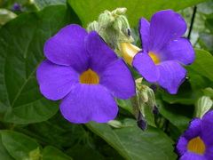 Thunbergia battiscombei