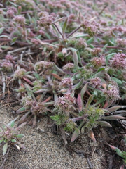 Chorizanthe cuspidata cuspidata