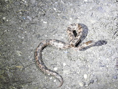 Ovophis monticola