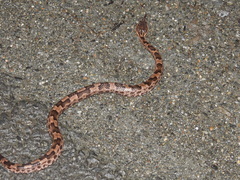 Ovophis monticola