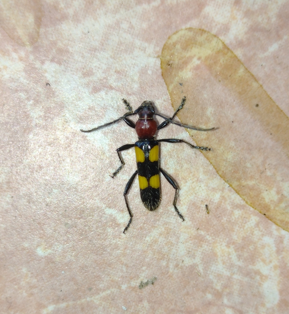 Stenygra setigera