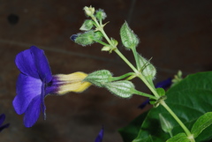 Thunbergia battiscombei