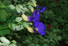 Thunbergia battiscombei