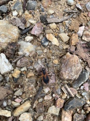 Dindymus circumcinctus