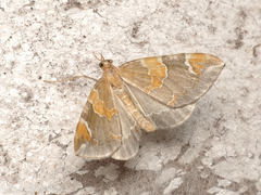 Eulithis pyropata