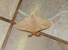 Philotherma rosa