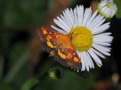 Pyrausta aurata