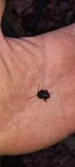 Accanthopus velikensis