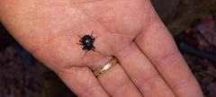 Accanthopus velikensis