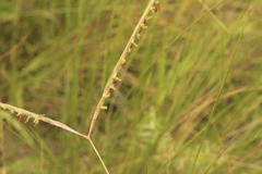 Diheteropogon amplectens