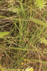 Diheteropogon amplectens