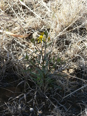 Senecio consanguineus