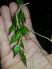 Dendrobium pugioniforme