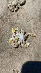 Matutidae