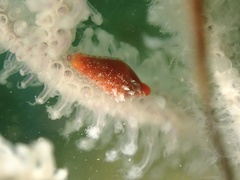 Crenavolva leopardus