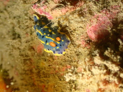 Hypselodoris festiva