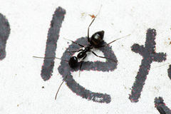 Leptomyrmex burwelli