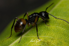 Polyrhachis maculata