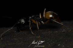 Polyrhachis maculata