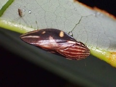 Clovia