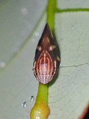 Clovia