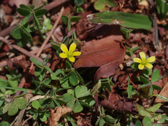 Oxalis radicosa