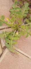Sisymbrium irio