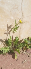 Sisymbrium irio